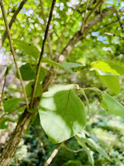 Rote Heckenkirsche Blatt