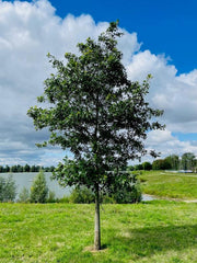 Roteiche Baum