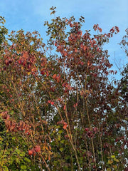 Roter Hartriegel Busch