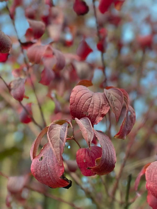 Roter Hartriegel Herbstfärbung