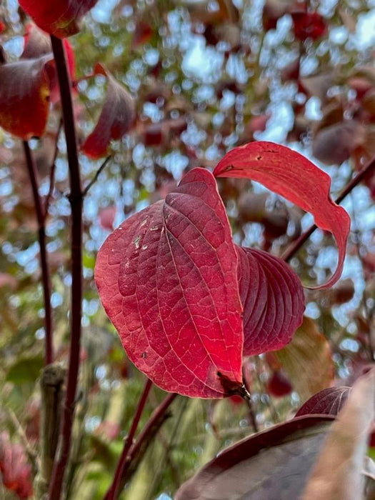 Roter Hartriegel Herbstfärbung