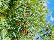 Das Geäst einer Sanddornpflanze mit vielen länglichen, schmalen und grünen Blättern. Zwischen dem Blattwerk sind viele orange-leuchtende Früchte zu sehen