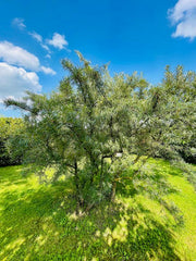 Sanddorn als ganzer Busch