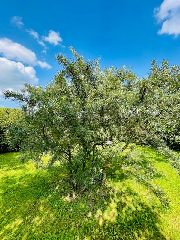 Sanddorn als ganzer Busch