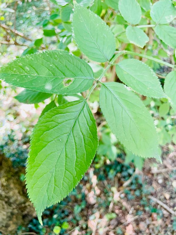 Schwarzer Holunder Blatt