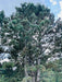 Schwarzkiefer Baum