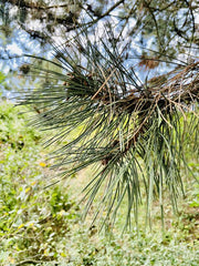 Schwarzkiefer Nadeln