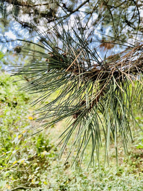 Schwarzkiefer Nadeln