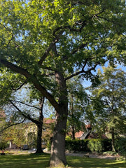 Stieleiche Ganzer Baum