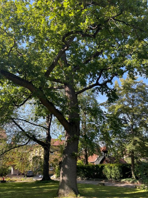 Stieleiche Ganzer Baum