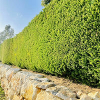 Thuja Smaragd Lebensbaum lange Hecke