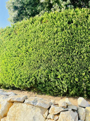 Thuja Smaragd Lebensbaum nahe Hecke