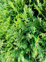 Thuja Smaragd Lebensbaum Nahaufnahme Nadeln