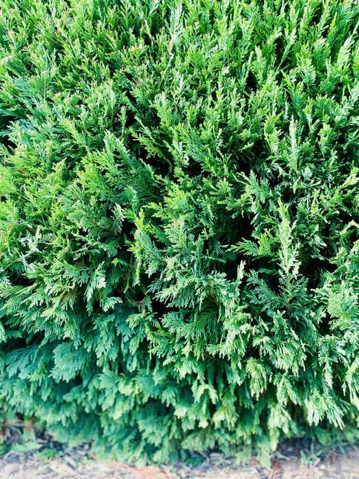 Thuja Smaragd Lebensbaum Nadeln Nahaufnahme