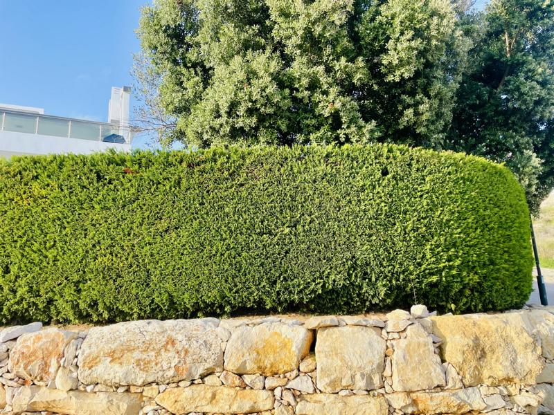 Thuja Smaragd Lebensbaum lange Hecke runde Hecke