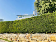 Thuja Smaragd Lebensbaum breite Hecke