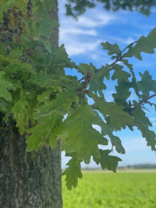 Traubeneiche Blatt