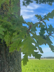 Traubeneiche Blätter