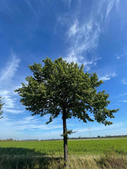 Traubeneiche ganzer Baum