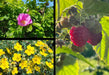 Bienenpaket Balkon