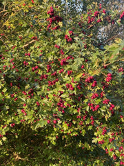 grüner Weißdornstrauch mit kleinen roten Beeren