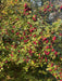 grüner Weißdornstrauch mit kleinen roten Beeren