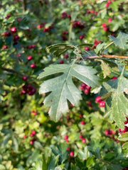 Weißdorn Blätter in der Abendsonne
