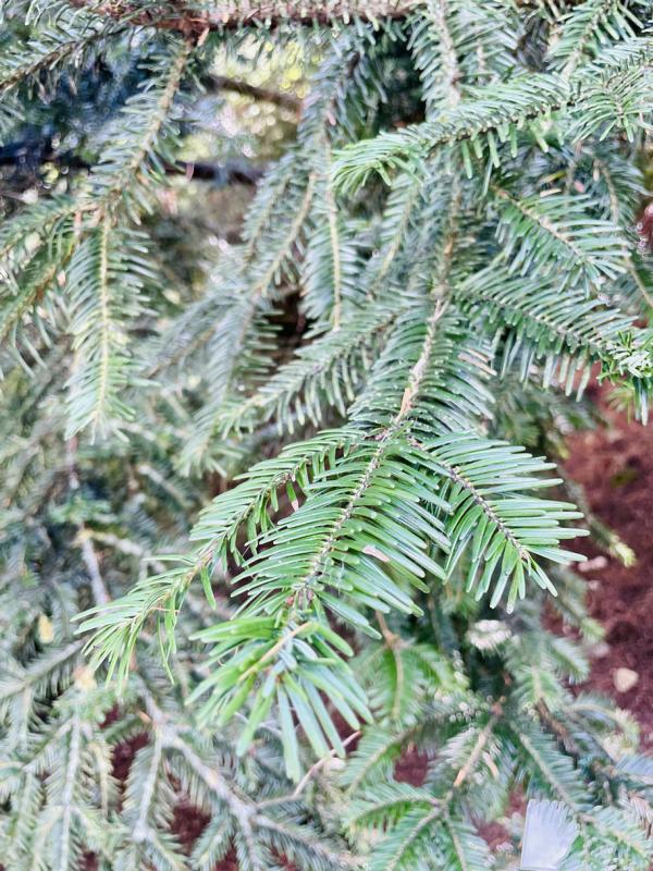 Weißtanne Nadeln
