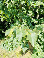 Winterlinde Blätter