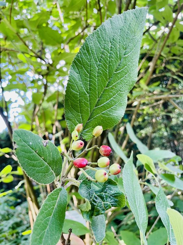 Wolliger Schneeball Blatt mit Frucht