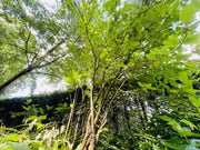 Wolliger Schneeball Stamm