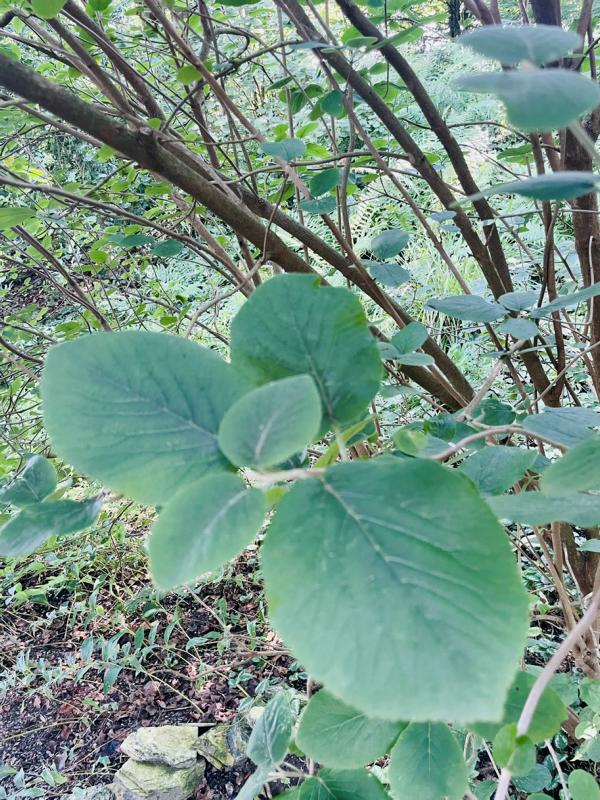 Wolliger Schneeball Blatt