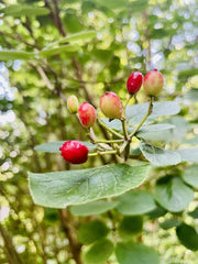 Wolliger Schneeball Frucht