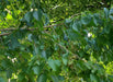 Die Äste einer Baumhasel, besetzt mit einigen Nüssen und vielen saftig-grünen Blättern