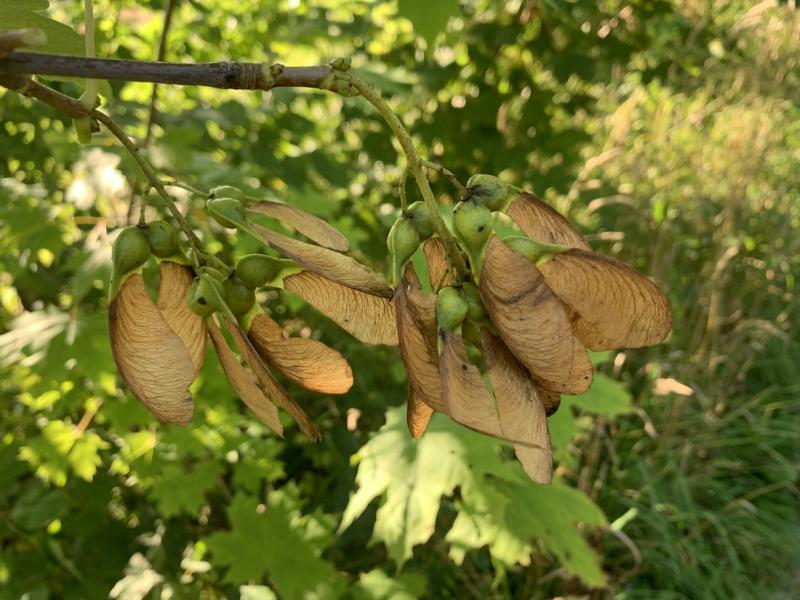 Samen eines Bergahorns mit kleinen braunen Flügeln, die paarweise an einem Zweig hängen