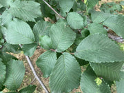 Dunkelgrüne, gezahnte Blätter einer Bergulme