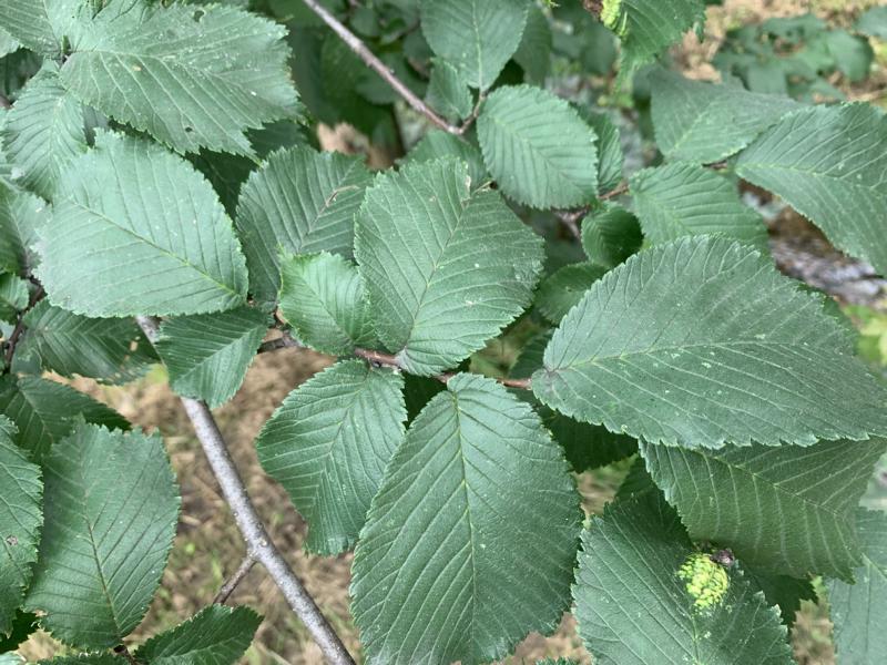 Dunkelgrüne, gezahnte Blätter einer Bergulme
