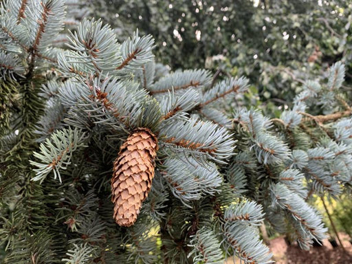 Zweige einer Blaufichte mit dichtem, blau schimmernden Nadelwerk. Im Vordergrund befindet sich ein hellbrauner Fichtenzapfen