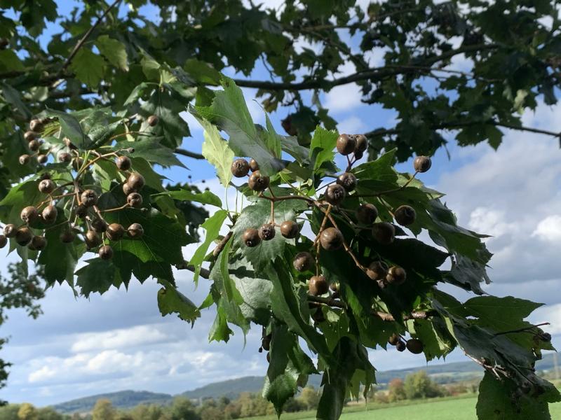 Die Äste einer Elsbeere mit vielen grünen gezackten Blättern und einigen kleinen runden, dunkelbraunen Früchten