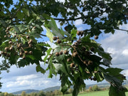 Die Äste einer Elsbeere mit vielen grünen gezackten Blättern und einigen kleinen runden, dunkelbraunen Früchten