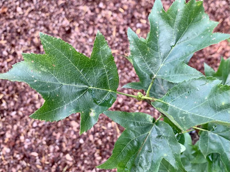 Dunkelgrüne Blätter einer Elsbeere vor braunem Hintergrund, an der Krone ist eine Knospe zu sehen.