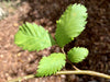 Der Ast einer Flatterulme mit vier frischen, hellgrünen Blättern