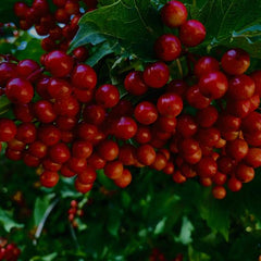 Eine große Traube mit vielen roten Beeren und einigen grünen Blättern. Im Hintergrund weitere Früchte und Blätter
