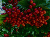 Eine große Traube mit vielen roten Beeren und einigen grünen Blättern. Im Hintergrund weitere Früchte und Blätter