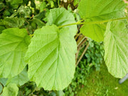Ein frischer grüner Trieb einer Haselnusspflanze, mit großen hellgrünen Blättern