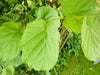 Ein frischer grüner Trieb einer Haselnusspflanze, mit großen hellgrünen Blättern