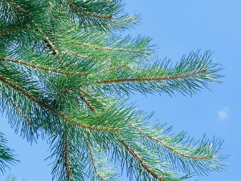 Zweige einer Kiefer mit vielen langen, grünen Nadeln vor blauem Himmel