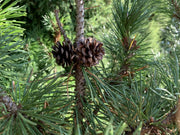 Zweige und Nadeln einer Kiefer. Im Mittelpunkt zwei kleine braune Kiefernzapfen