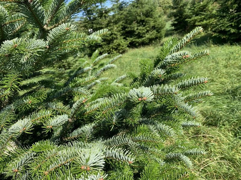 Blaugrün schimmerndes Nadelkleid einer Korktanne, im Hintergrund weitere Pflanzen