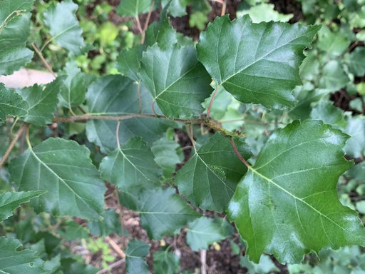 Der Zweig einer Moorbirke mit dunkelgrünen, leicht herzförmigen Blättern